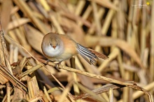 Bei der Morgengymnastik ...