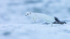 Zur Abwechslung ein Wiesel