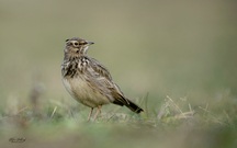 Sie sind wieder da...