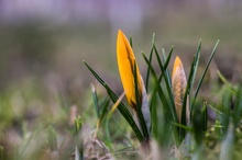 Die Geburt zweier Krokusse