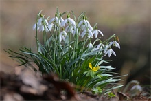 In voller Blüte