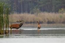 Hirschbrunft 2021