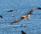 Seeadler mit Brassen