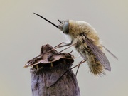 Schwarzborstiger Wollschweber