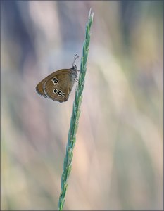 *Brauner Waldvogel*