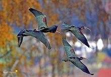 Ein besonderes Erlebnis ...