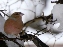 Buchfink in der Hecke