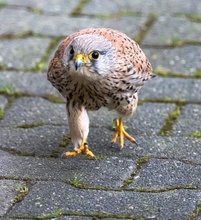 I'm walking