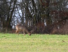 Rehbock im Bast