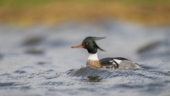 Mittelsäger im Binnenland