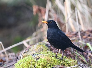 Amsel