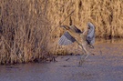 Rohrdommel im Landeanflug