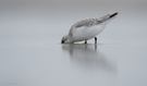 Sanderling