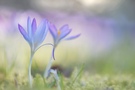 Die Blüte nach dem Sturm