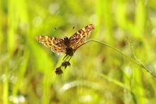 Ein Landkärtchen im Frühling