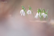 Zögerlich naht der Frühling