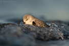 Sanderling