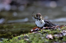 Wasseramsel