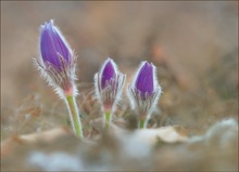 *Pulsatilla Vulgaris_2*