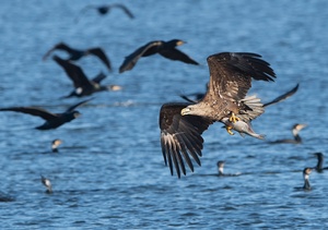 Seeadler mit Brasse