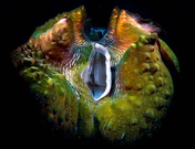 M ÖR D E R M U S CH E L