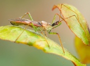 Zwergzikaden-Raubwanze (Zelus renardii) '22