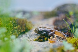 einen jungen Grasfrosch