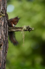 Eichhörnchen