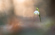 ___Märzenbecher___________