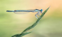 Blaue Federlibelle