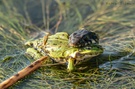 Ringelnatter/Grünfrosch