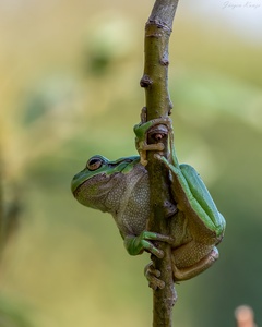 Poledance