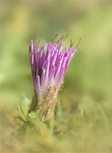 Aufblühende Stengellose Kratzdistel