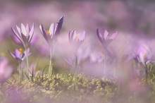 Krokusse im Fokus und zu Vorder- und Hintergrundgestaltung
