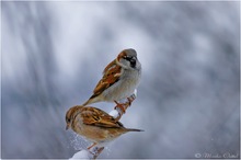 Haussperling (Passer domesticus)