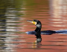 Kormoran