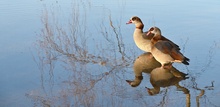 Nilgänse