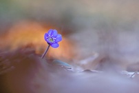 erstes Leberblümchen im Buchenblättermeer