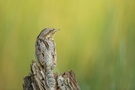 Wryneck