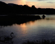 Schwan schwimmt Dämmerung entgegen