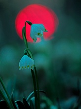 Märzenbecher abends