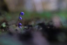 Blaustern