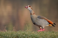 Nilgans