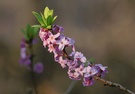 Seidelbast (Daphne mezereum)