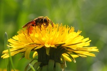 Mit Pollen gepudert