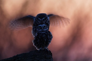 die Steinkauzsaison 2022