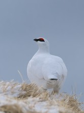 Schneehahn