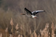 Meine (fast) ersten Flugversuche als Vogelbeobachter