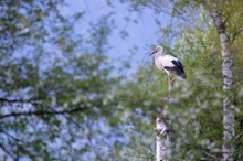 Storch