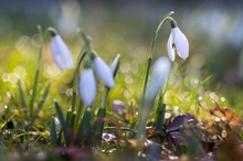 Schneeglöckchen in Frühlingssonne